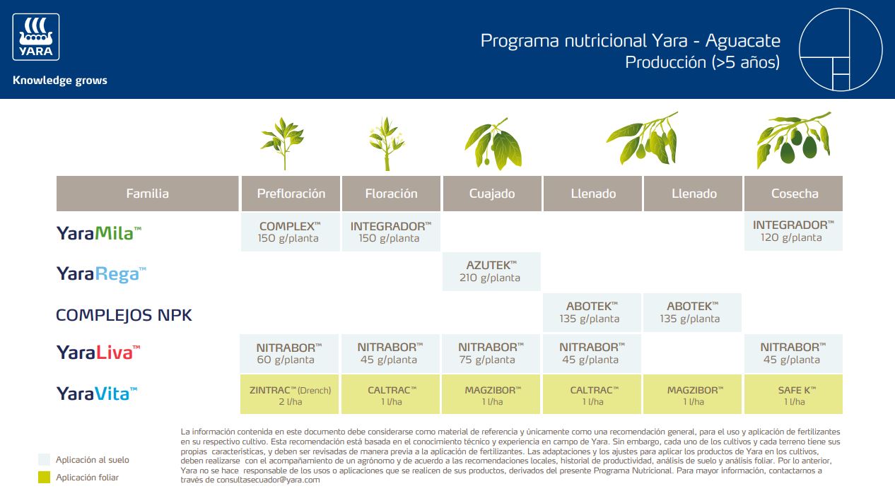 Aguacate Programa Produccion