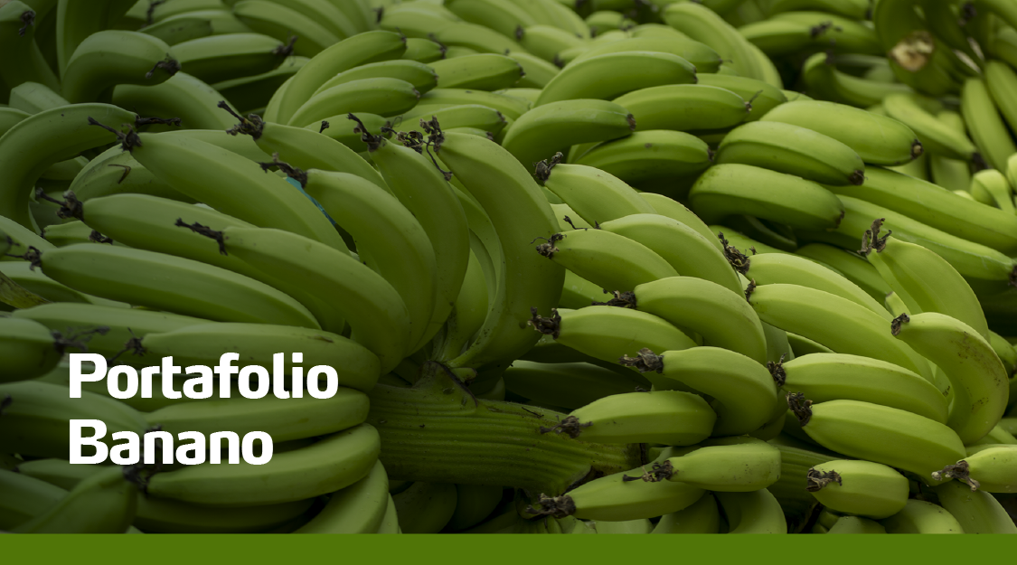Portafolio de Banano