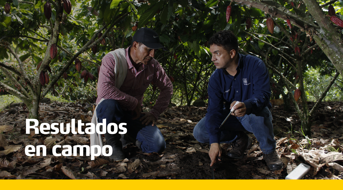 Resultados en campo cacao