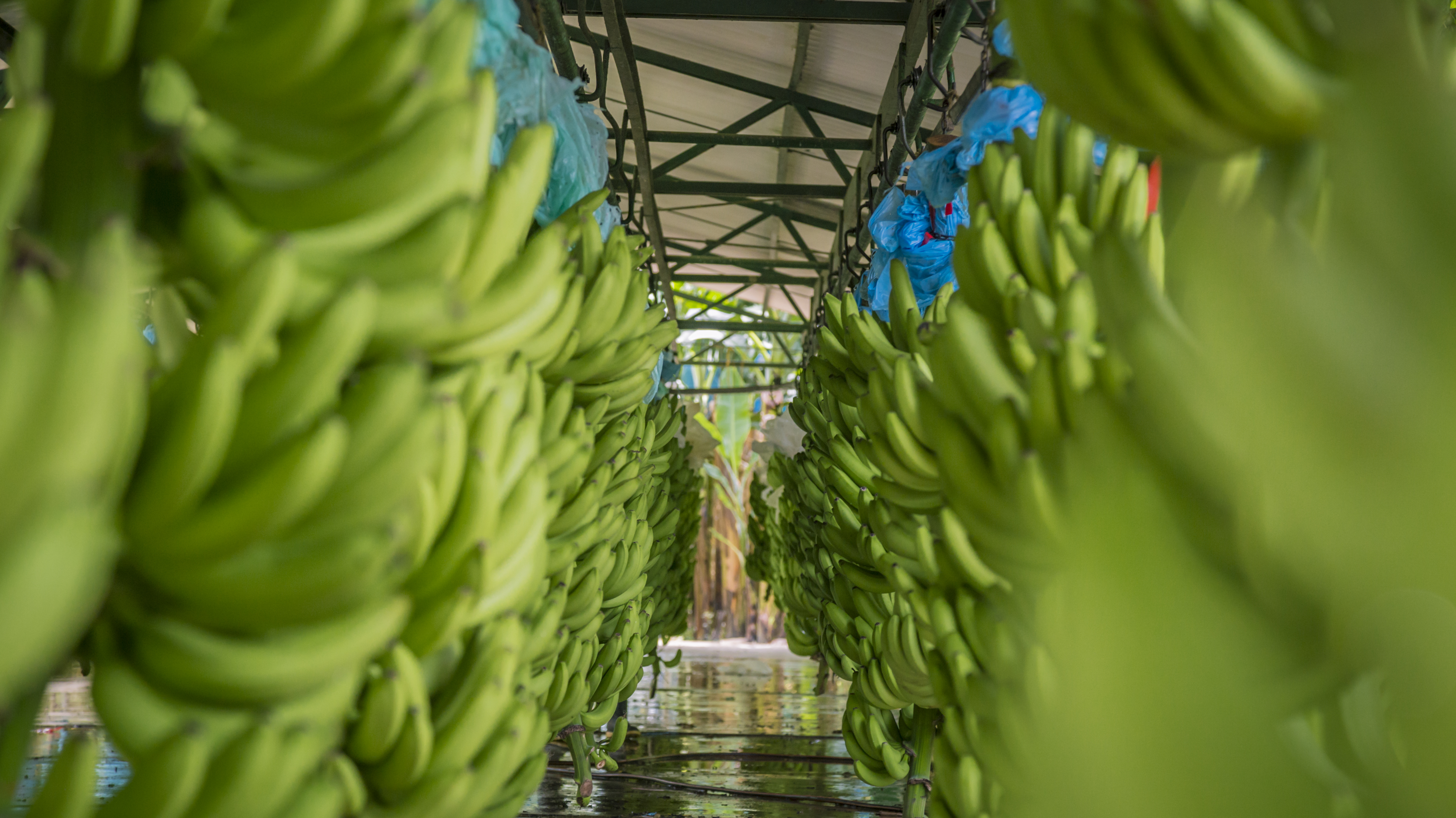 Soluciones para tu cultivo